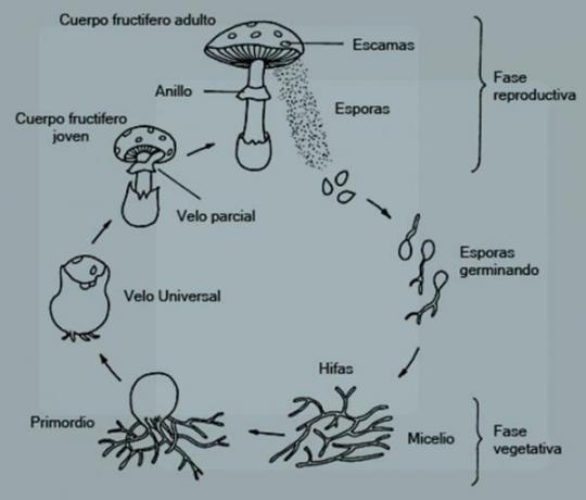 How do mushrooms reproduce