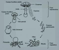 Uurige, kuidas seened paljunevad