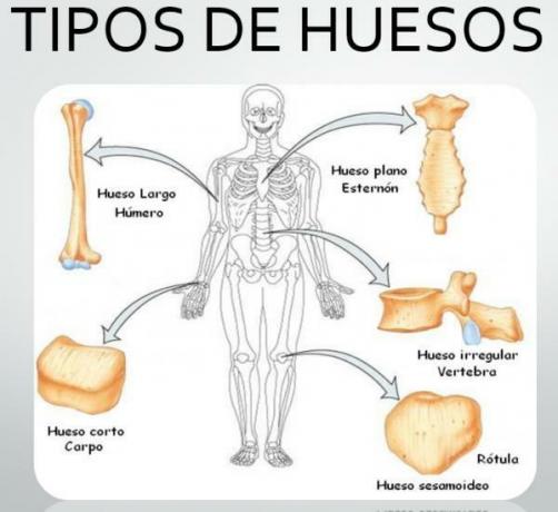 Types of bones according to their shape - The short bones