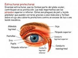 Частини ока та їх функції