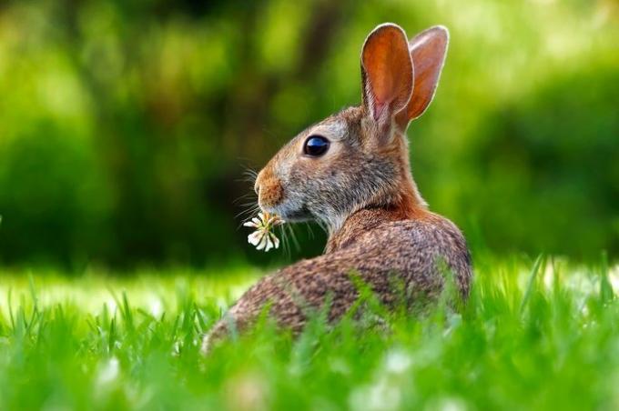 biotic factors a grass and plants with a rabbit