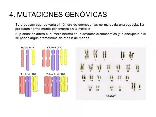 Genoomsed mutatsioonid: määratlus ja näited - genoomse mutatsiooni määratlus