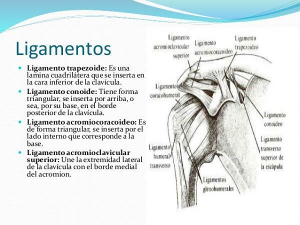 Ligamenti ramena - Koji su ligamenti ramena?
