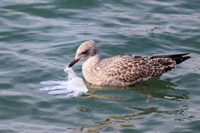 seagull trying to swallow a plastic glove plastic contamination