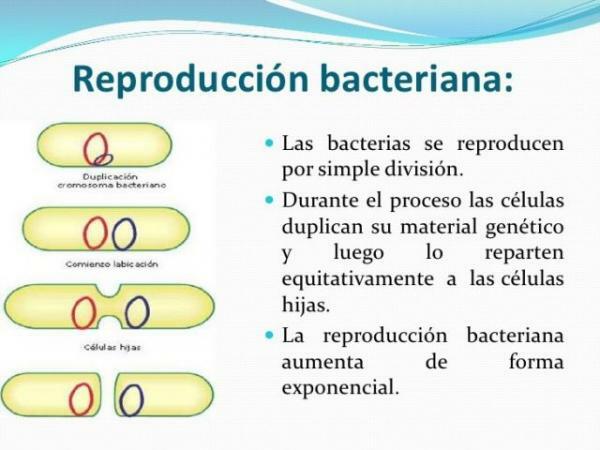 Како се бактерије размножавају