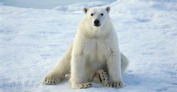 The origin of polar bears