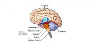 Brainstem: funkcijas un struktūras