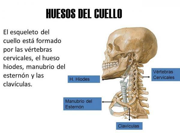 All the bones of the neck