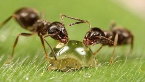 Myror går i rad i åldersordning