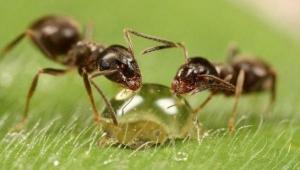 Ants walk in line in order of age