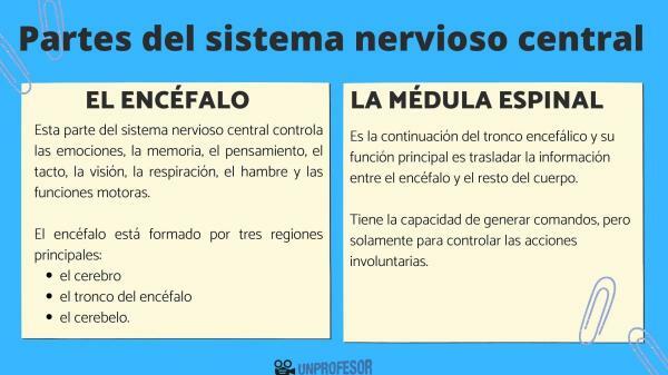 Funkce centrálního nervového systému - Co je to centrální nervový systém?