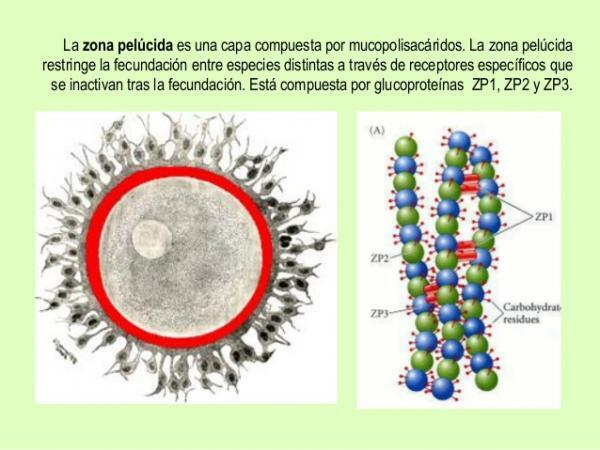 Частини яйцеклітини - The zona pellucida