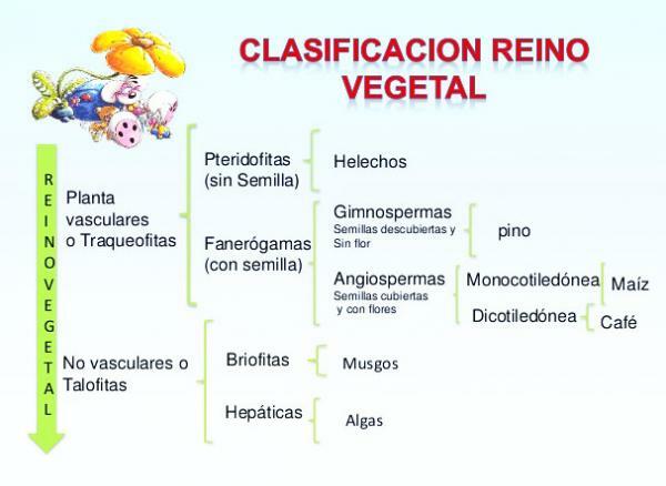 Vegetable kingdom: characteristics and classification - Classification of the vegetable kingdom