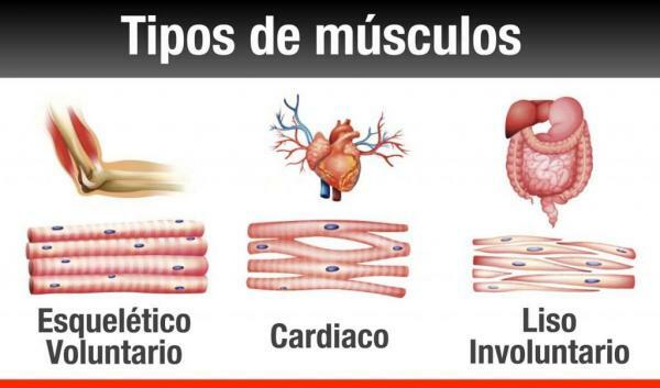 Σημαντικοί μύες του ανθρώπινου σώματος - Τύποι μυών του ανθρώπινου σώματος