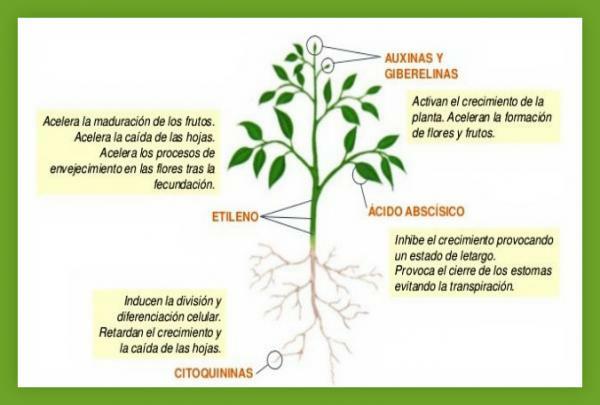 Wat zijn plantenhormonen en hoe worden ze ingedeeld - Wat zijn plantenhormonen? Eenvoudige definitie 