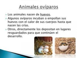 OVIPAR animals: definition and characteristics