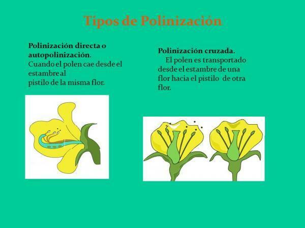 Pollinering Betydning og egenskaper - To typer pollinering: Selvbestøvning og kryssbestøvning