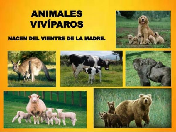 Viviparous zvieratá: príklady a vlastnosti