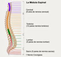 Rdzeń kręgowy: anatomia, części i funkcje