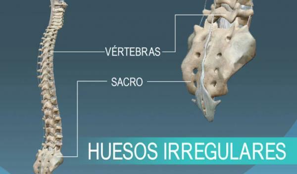 Types of bones according to their shape - Irregular bones