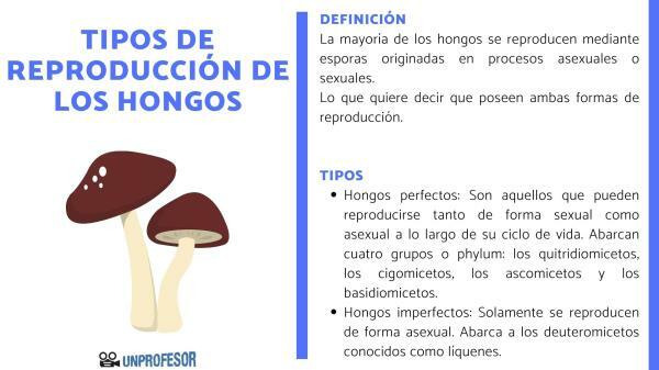Types of fungal reproduction