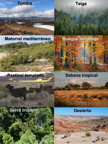 biome types