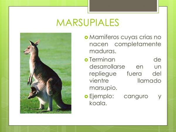 Mammal classification - Marsupial mammals, typical of Oceania