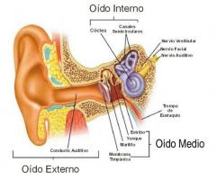 Scopri TUTTE le parti dell'orecchio e dell'orecchio
