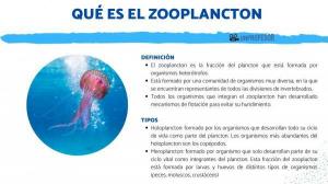 What is ZOOPLANCTON: definition and examples