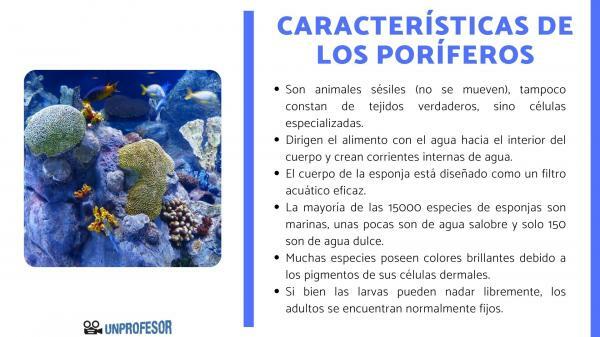 Poriferous characteristics
