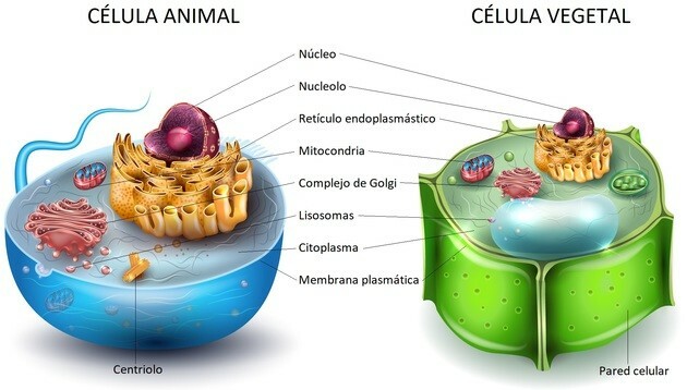 dyre- og plantecelle