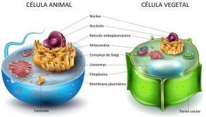 Rozdíl mezi živočišnou a rostlinnou buňkou