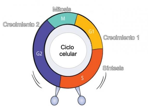 schematisk över cellcykeln för den eukaryota cellen