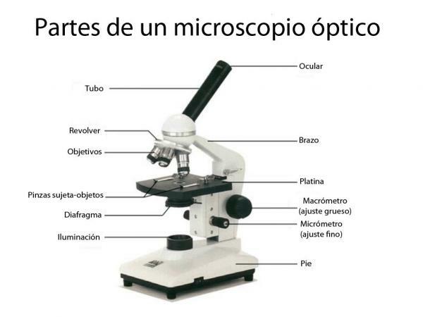 Typer mikroskop og deres funksjoner - Optisk mikroskop