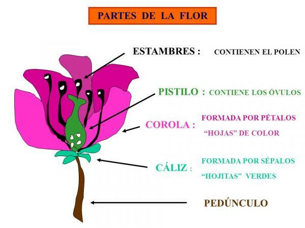 Části květu a jejich funkce - pestík a tyčinka květu 