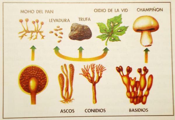 Kerajaan jamur: karakteristik dan contoh - Contoh organisme dari kerajaan jamur
