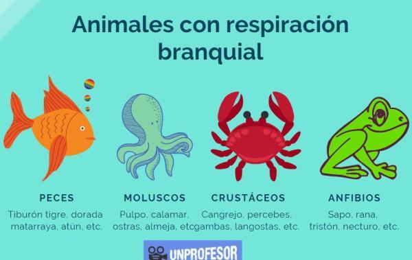 Types of Animal Respiration - Gill Respiration