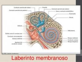 Telinga INTERNAL: bagian dan fungsi