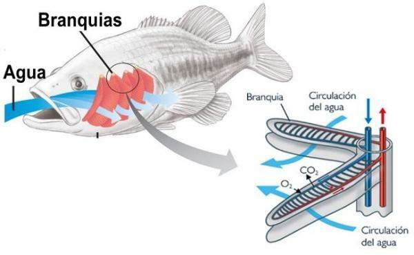 Zvieracie dýchacie zvieratá - Ryby a dýchacie žiabre