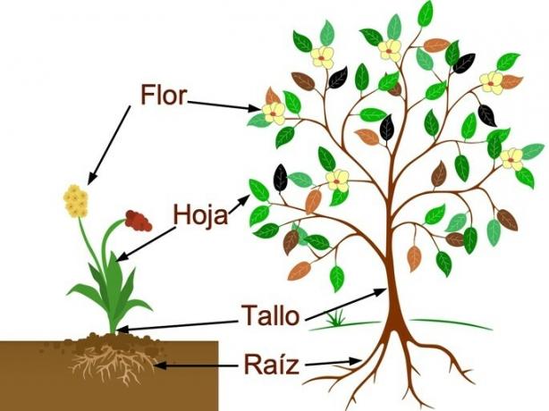 egy fa és egy gyógynövény fő növényi részei