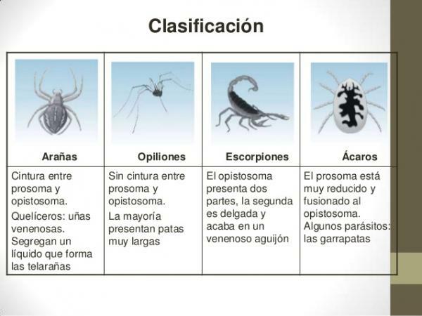 Arthropod Classification - Chelicerates