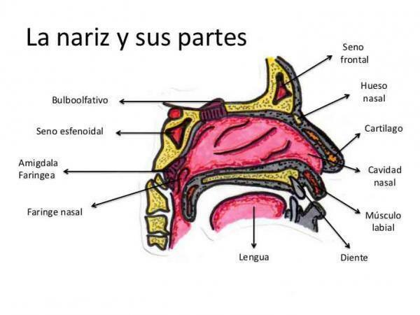 Сенсорні органи та їх функції - ніс