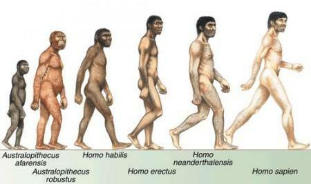 Происхождение и эволюция человека: резюме - Краткое изложение происхождения человека