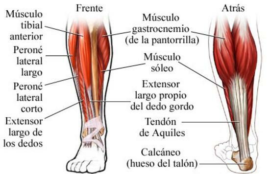 Основні м’язи людського тіла - Основні м’язи ніг і стоп