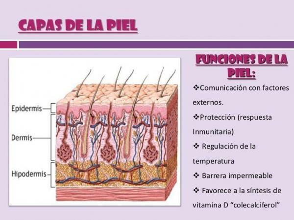 The functions of the skin and its layers - What is skin?