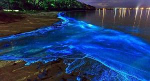 Bioluminescent waves create a 'sea of ​​stars'