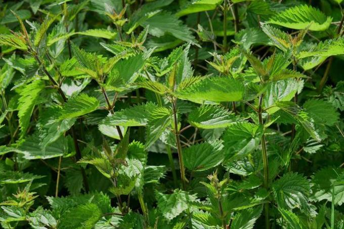 nettle urtica dioica is an herb