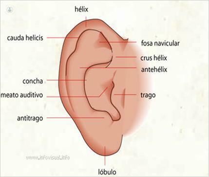 Delar av örat och delar av örat - Delarna av örat