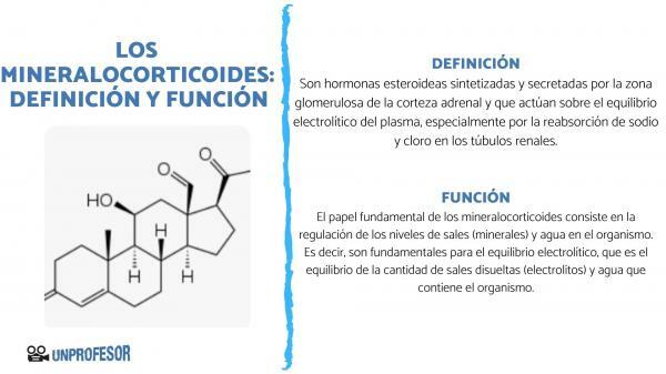 What is the role of mineralocorticoids - What is the role of mineralocorticoids?