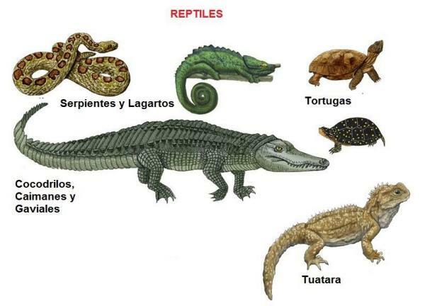 Reptiles: definition, characteristics and examples